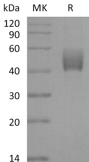 BL-2223NP: Greater than 95% as determined by reducing SDS-PAGE. (QC verified)Recombinant Mouse TGFBR1 Protein (C-Fc)