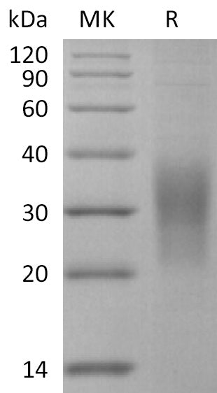 BL-2227NP: Greater than 95% as determined by reducing SDS-PAGE. (QC verified)Recombinant Mouse SECTM1A Protein (C-6His)