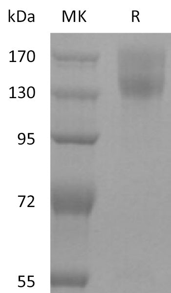 BL-2225NP: Greater than 95% as determined by reducing SDS-PAGE. (QC verified)Recombinant Mouse LEPR Protein (C-mFc)