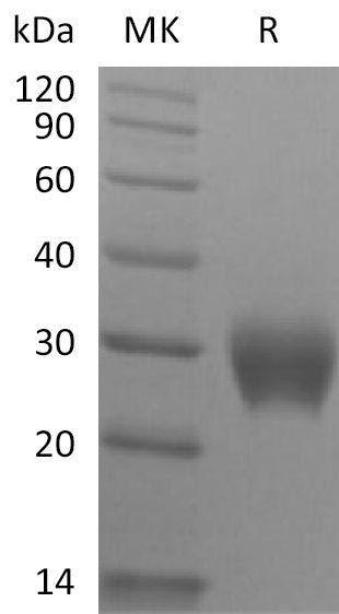 BL-2220NP: Greater than 95% as determined by reducing SDS-PAGE. (QC verified)Recombinant Rhesus Macaque LAIR1 Protein (C-6His)