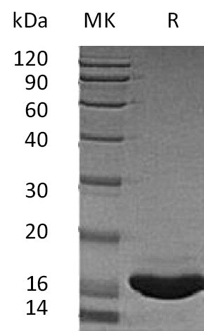BL-1699NP: Greater than 95% as determined by reducing SDS-PAGE. (QC verified)