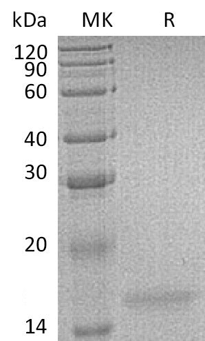 BL-1751NP: Greater than 95% as determined by reducing SDS-PAGE. (QC verified)Recombinant Human IL-17F Protein