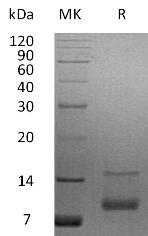 BL-1780NP: Greater than 95% as determined by reducing SDS-PAGE. (QC verified)Recombinant Human IGF-I Protein (67AA)