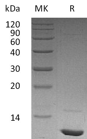 BL-1781NP: Greater than 95% as determined by reducing SDS-PAGE. (QC verified)Recombinant Human IGF-I Protein