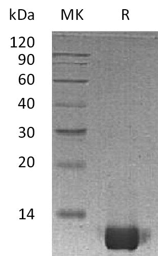 BL-2883NP: Greater than 95% as determined by reducing SDS-PAGE. (QC verified)Recombinant Human IL-8 Protein (77AA)