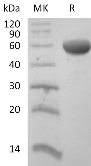 BL-2168NP: Greater than 95% as determined by reducing SDS-PAGE. (QC verified)Recombinant Human CD8B Protein (C-Fc)