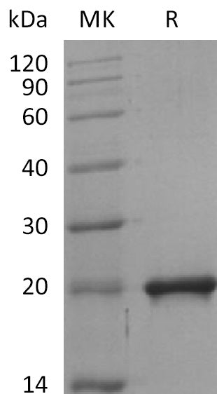 BL-2233NP: Greater than 95% as determined by reducing SDS-PAGE. (QC verified)Recombinant Mouse SHH Protein (C-6His)