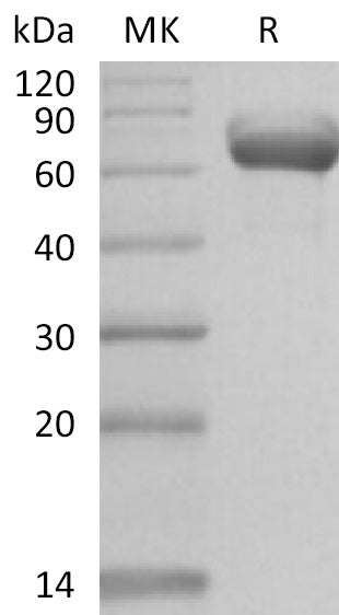 BL-2232NP: Greater than 95% as determined by reducing SDS-PAGE. (QC verified)