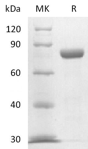 BL-2658NP: Greater than 95% as determined by reducing SDS-PAGE. (QC verified)