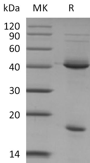 BL-2097NP: Greater than 95% as determined by reducing SDS-PAGE. (QC verified)Recombinant Mouse IL-23 Protein