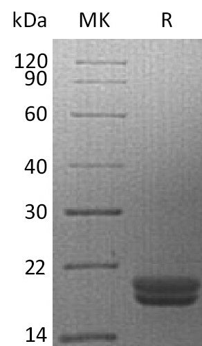 BL-1738NP: Greater than 95% as determined by reducing SDS-PAGE. (QC verified)Recombinant Human IL-16 Protein