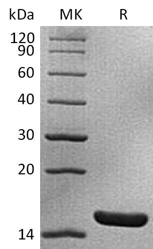 BL-1710NP: Greater than 95% as determined by reducing SDS-PAGE. (QC verified)