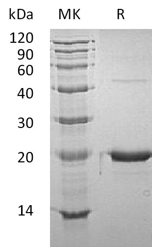 BL-1784NP: Greater than 95% as determined by reducing SDS-PAGE. (QC verified)Recombinant Mouse GH Protein