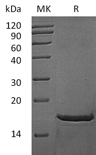 BL-1718NP: Greater than 95% as determined by reducing SDS-PAGE. (QC verified)