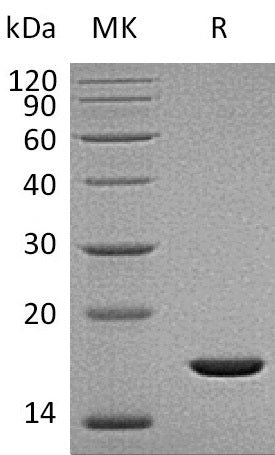 BL-2872NP: Greater than 95% as determined by reducing SDS-PAGE. (QC verified)