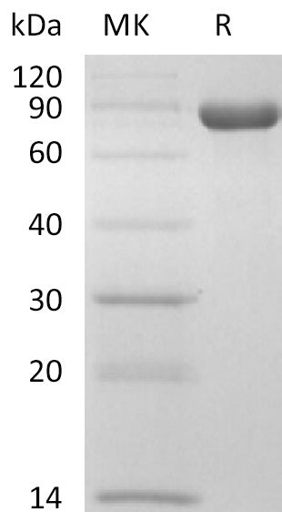 BL-2235NP: Greater than 95% as determined by reducing SDS-PAGE. (QC verified)