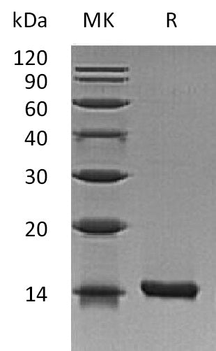 BL-1783NP: Greater than 95% as determined by reducing SDS-PAGE. (QC verified)Recombinant Mouse IL-22 Protein (E. coli)