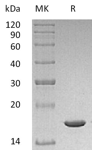 BL-1711NP: Greater than 95% as determined by reducing SDS-PAGE. (QC verified)