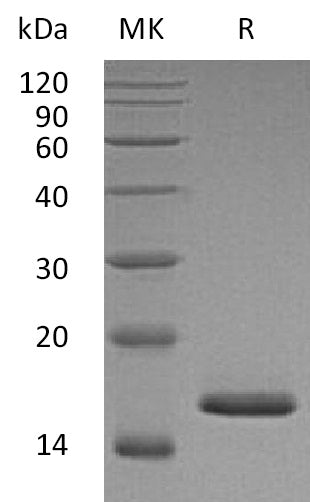 BL-1731NP: Greater than 95% as determined by reducing SDS-PAGE. (QC verified)