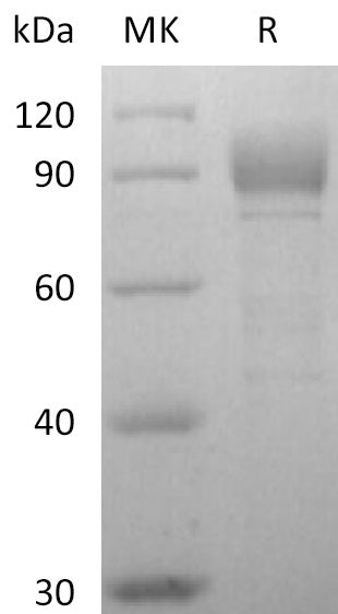BL-2776NP: Greater than 95% as determined by reducing SDS-PAGE. (QC verified)