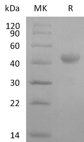 BL-2696NP: Greater than 95% as determined by reducing SDS-PAGE. (QC verified)