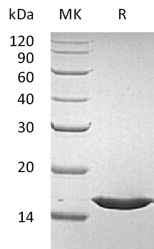 BL-2890NP: Greater than 95% as determined by reducing SDS-PAGE. (QC verified)