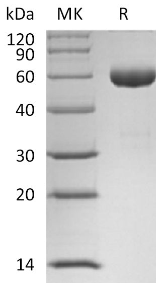 BL-2541NP: Greater than 95% as determined by reducing SDS-PAGE. (QC verified)