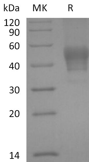 BL-2169NP: Greater than 95% as determined by reducing SDS-PAGE. (QC verified)Recombinant Human CD24 Protein (C-mFc)