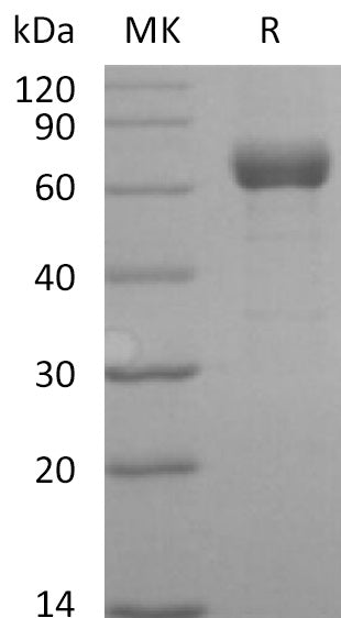 BL-2779NP: Greater than 95% as determined by reducing SDS-PAGE. (QC verified)
