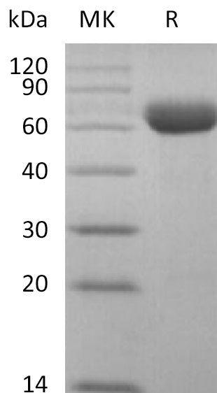 BL-2544NP: Greater than 95% as determined by reducing SDS-PAGE. (QC verified)Recombinant Cynomolgus Siglec-15 Protein (C-Fc)