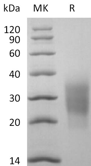 BL-2704NP: Greater than 95% as determined by reducing SDS-PAGE. (QC verified)Recombinant Cynomolgus NKG2D Protein (N-6His)