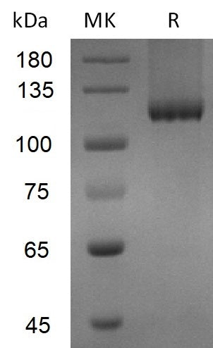 BL-2774NP: Greater than 95% as determined by reducing SDS-PAGE. (QC verified)Recombinant Mouse TGFBR3 Protein (C-6His)