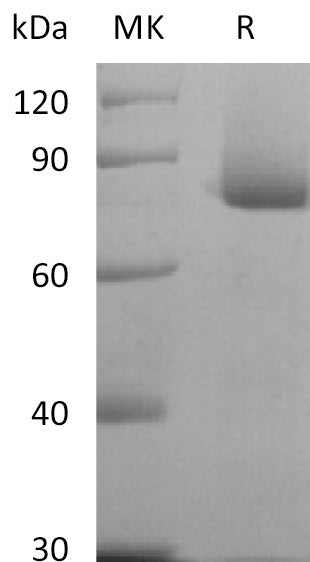 BL-2326NP: Greater than 95% as determined by reducing SDS-PAGE. (QC verified)
