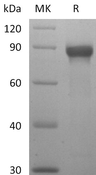 BL-2557NP: Greater than 95% as determined by reducing SDS-PAGE. (QC verified)Recombinant Human Siglec-8 Protein (C-mFc)