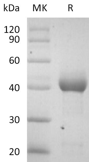 BL-2714NP: Greater than 95% as determined by reducing SDS-PAGE. (QC verified)