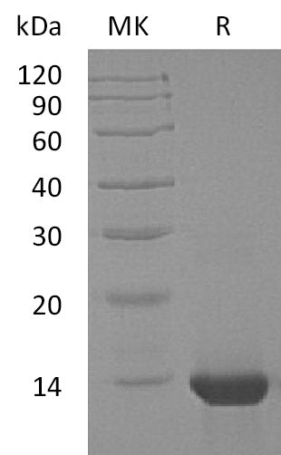 BL-1786NP: Greater than 95% as determined by reducing SDS-PAGE. (QC verified)