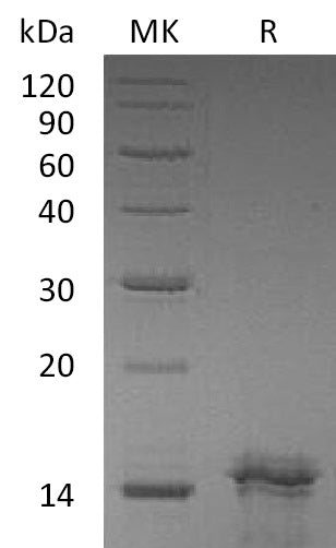 BL-1769NP: Greater than 95% as determined by reducing SDS-PAGE. (QC verified)Recombinant Human IL-31 Protein