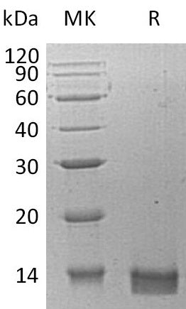 BL-1753NP: Greater than 95% as determined by reducing SDS-PAGE. (QC verified)