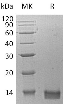 BL-1753NP: Greater than 95% as determined by reducing SDS-PAGE. (QC verified)Recombinant Human CXCL14 Protein