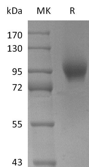 BL-2667NP: Greater than 95% as determined by reducing SDS-PAGE. (QC verified)Recombinant Human AXL Protein (C-Fc)