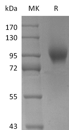 BL-2667NP: Greater than 95% as determined by reducing SDS-PAGE. (QC verified)