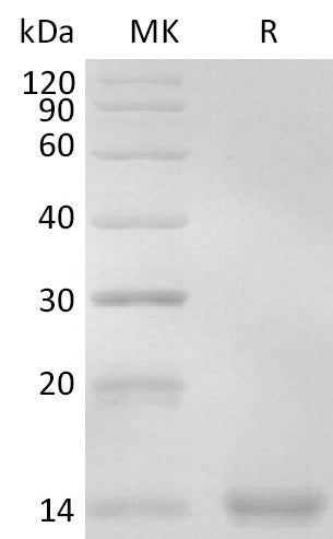 BL-2576NP: Greater than 95% as determined by reducing SDS-PAGE. (QC verified)
