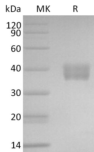 BL-2769NP: Greater than 95% as determined by reducing SDS-PAGE. (QC verified)