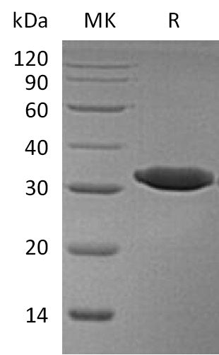 BL-1256NP: Greater than 95% as determined by reducing SDS-PAGE. (QC verified)