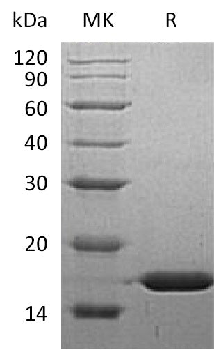 BL-0339NP: Greater than 95% as determined by reducing SDS-PAGE. (QC verified)