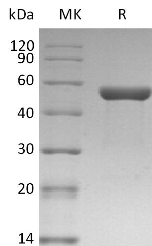 BL-2900NP: Greater than 95% as determined by reducing SDS-PAGE. (QC verified)