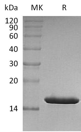 BL-0338NP: Greater than 95% as determined by reducing SDS-PAGE. (QC verified)