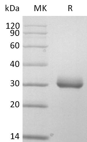 BL-2840NP: Greater than 95% as determined by reducing SDS-PAGE. (QC verified)