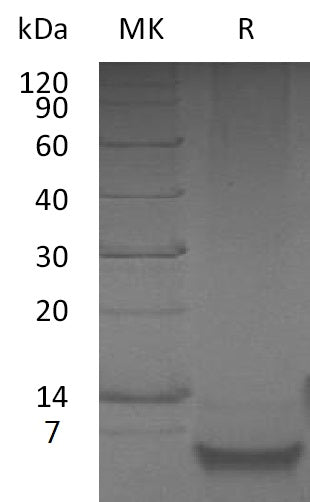 BL-2713NP: Greater than 95% as determined by reducing SDS-PAGE. (QC verified)