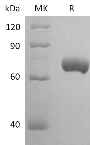 BL-2705NP: Greater than 95% as determined by reducing SDS-PAGE. (QC verified)